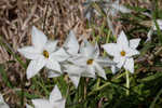 Star-of-Bethlehem <BR>Springstar